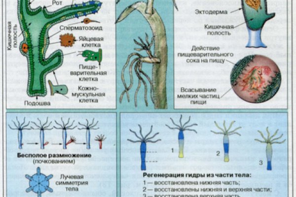 Официальная тор ссылка кракен сайта