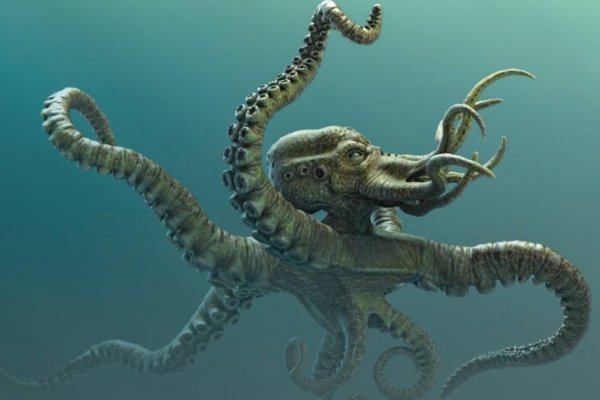 Kraken зеркало krakens13 at