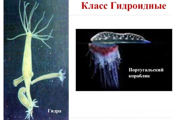 Кракен клирнет ссылка